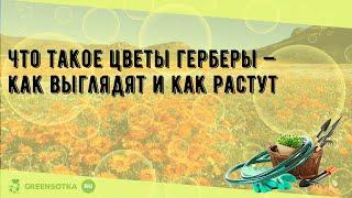 Что такое цветы герберы — как выглядят и как растут