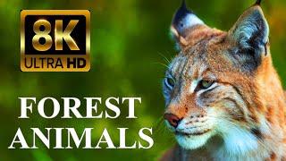 FOREST ANIMALS 8K ULTRA HD – Forest Wildlife with REAL Nature Sounds