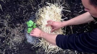 Секреты высадки арбузов  Выращивание арбузов  Как правильно высадить арбуз