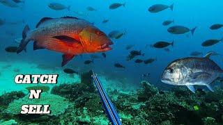 CATCH N SELL  SPEARFISHING PHILIPPINES  HUGES RED BASS  BANTON ROMBLON