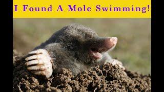 I Found A Mole Swimming Out Of A Flood