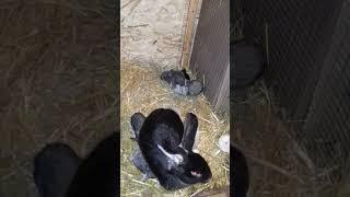 Крольчатам 17 дней уже едят сено #shorts #кролики