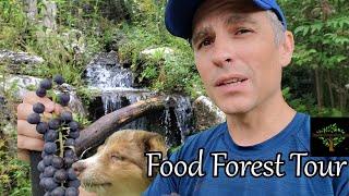 Permaculture Food Forest Tour - August 2023. Whats growing now?