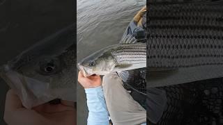 Jig Fishing For Summer Striped Bass