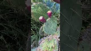 Grow Prickly Pear Fruit from Seed Cactus Pear Shirley Bovshow #shorts