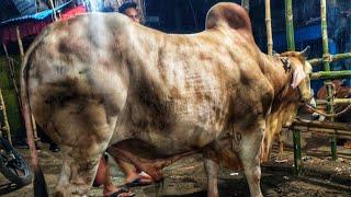 Postogola Hate Jokhon 2024 er Goru Dhuke • Masha Allah Qurbani Goru 2024 • Cow Lovers