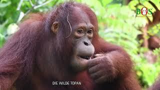 Lerne unsere Waldschüler kennen  BOS  orangutan.de