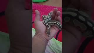 #งูกินหนู ballpython