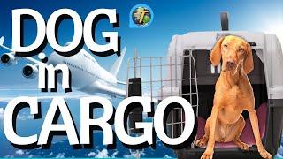 Flying With A Dog In Cargo Essential Tips for Safe Cargo Travel