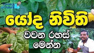 How to Grow spinach නිවිති නිවැරදිව වගා  කරමු spinach growing tips ගෙවතු වගාව