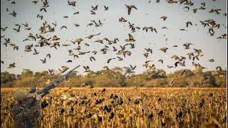 ÜVEYİK AVI ️  &  TARLALARI ️  Dove Hunting ️ & KALABALIK SÜRÜLER