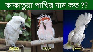 কাকাতুয়া পাখির দাম কত  Cockatoo Bird Price In Bangladesh and India  Kakatua Pakhir Dam