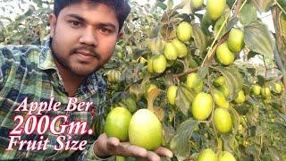 Thai Apple Ber Best Verity Fruit Farming  हरे सेब की तरह फल
