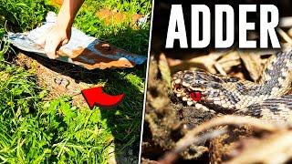 The UK Has A VENOMOUS Snake heres how I found it