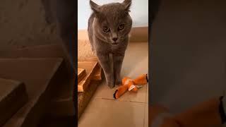 Si Abu MARAH kerana tidak di beri Makan  #youtubeshorts  #cat  #animals