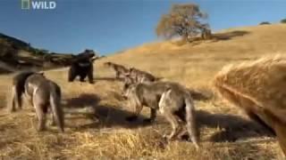 Dire Wolf Documentary