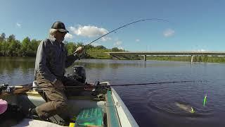 Kam River Chinook Salmon Crushes Flicker Shad