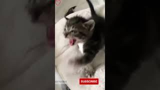 Cutest kitty on internet ️#shorts #viral #youtubeshorts #memes #short #youtubefeeds #funnyvideos
