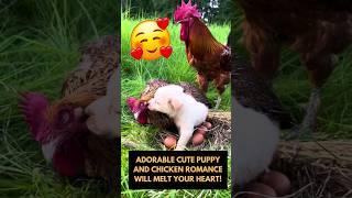 Adorable Cute Puppy and Chicken Romance Will Melt Your Heart  #cutepuppy #chickenmom #puppylovers