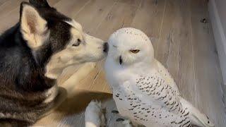 Precious interaction between husky and owl best friends