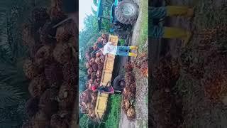 Asinten yg baik hati bantu loading buah sawit 