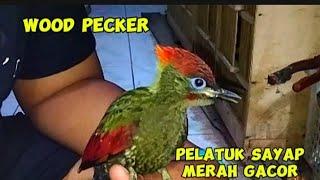 Masteran pelatuk sayap merah gacor wood pekcer