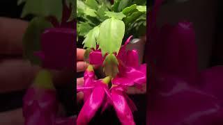 How to tell the difference between Christmas and Thanksgiving Cactus #plants #cactus #christmas