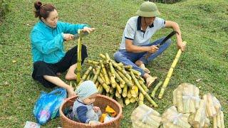 Thu hoạch cây mía đầu vụ chế biến mang đi chợ bán - Lộc Thị Hường
