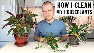 How I Clean My Houseplants & Deal With Plant Pests