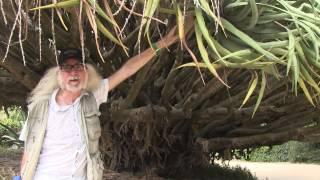 Why the Dragon Tree is a herb of Mars - Steve Andrews explains