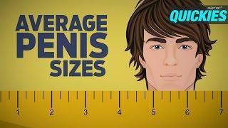 Average Penis Sizes with Best Sex Positions  Quickies