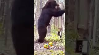 Black bear vs mirror              #shortsvideo #shortsfeed #shortvideo #bears