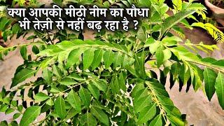 मिट्ठी नीम के पौधे को सर्दियों में सूखने से कैसे बचाये - पूरी जानकारी  Secret To Grow Curry Plant