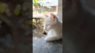 White Cat  #shorts #cats