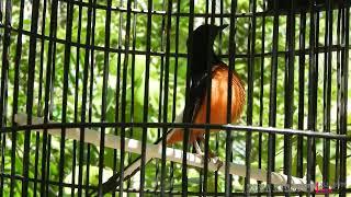 Murai Borneo Paruh Celah Gacor Isian Melimpah