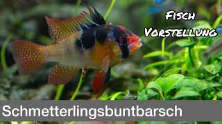 Schmetterlingsbuntbarsch - Mikrogeophagus ramirezi  Liquid Nature Fisch Vorstellung