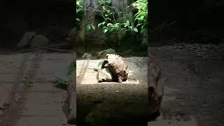Jangan ditonton kelakuan kura kura disiang hari saat Bulan Ramadhan  Kebun Binatang Ragunan