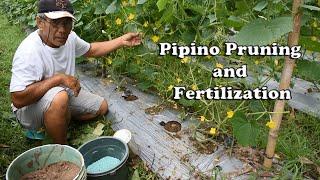 Pipino Pruning and Fertilization  By Tata Johnnys TV  Vlog #16