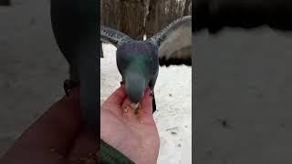 Голубь не хочет улетать  The pigeon doesnt want to fly away