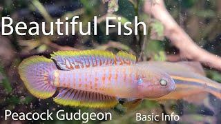 Peacock Gudgeon Basic Info