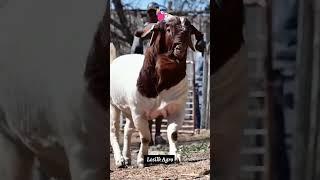 Giant Boer Goat  Pure Blood line   contact8956646835#shorts #boergoat