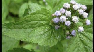 LE ROI DES HERBESsi tu as utiliser 1 seule feuille de cette mauvaise herbe DIS adieu a 275 MALADIEs