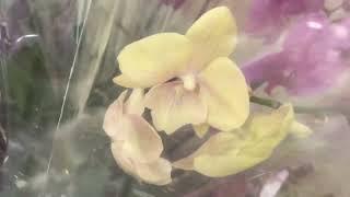 обзор завоза орхидей  попадаются ШИКАРНЫЕ орхидеи по 850 руб