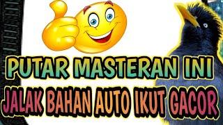 MASTERAN JALAK KEBO FULL ISIAN  pancingan dan masteran jalak kebo gacor