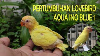 PERTUMBUHAN LOVEBIRD AQUA INO BLUE 1