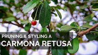 Pruning and Styling a Carmona Retusa Bonsai Fukien Tea  Ehretia Microphylla Philippine tea