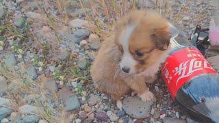 With sad eyes he bit at the Coke bottle cap begging the young man traveling by bicycle for help