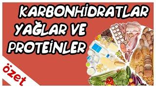 Karbonhidratlar Yağlar Proteinler Özet  TYT Biyoloji