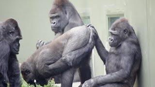 Male Gorilla Embarrassed For Mom To See His butt   The Shabani Family