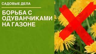 Борьба с одуванчиками на газоне  САДОВЫЕ ДЕЛА